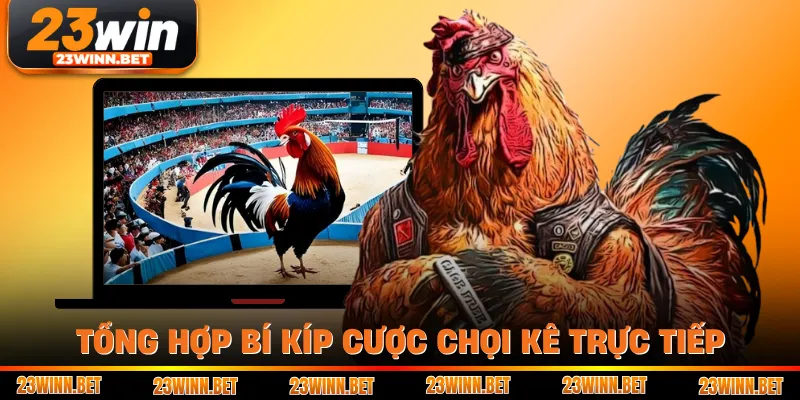 Tổng hợp bí kíp cược chọi kê trực tiếp